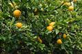 Poncirus trifoliata